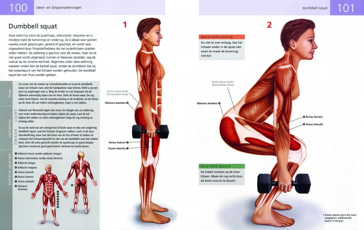 Afslachten grafisch veronderstellen Anatomie van fitness- en krachttraining - Librero b.v.