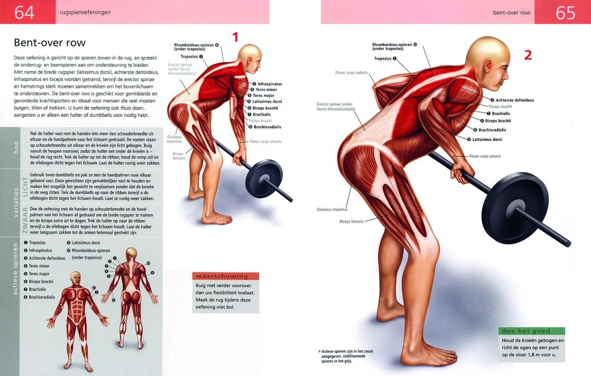 Anatomie van fitness- en krachttraining b.v.