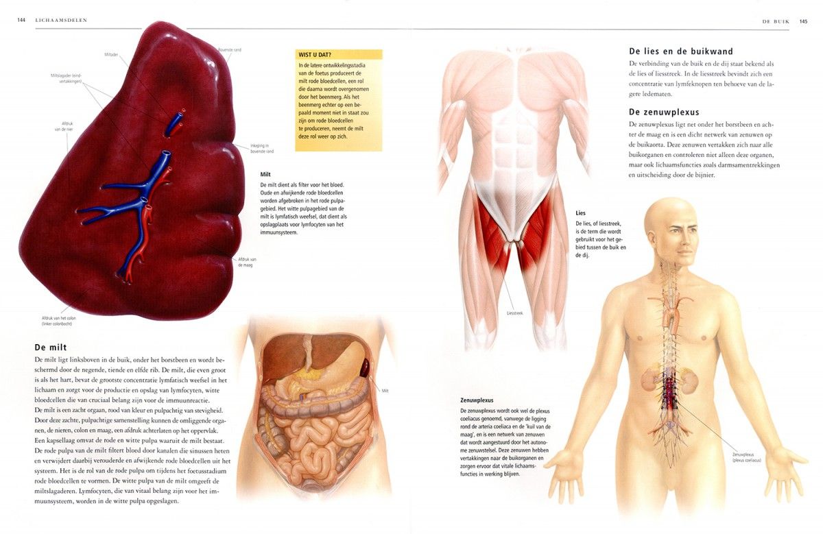 Verbazingwekkend De atlas van het menselijk lichaam - Librero b.v. SG-54
