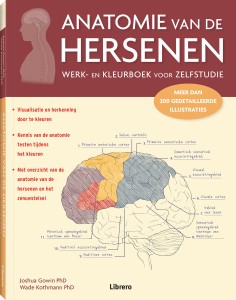 Anatomie van de hersenen